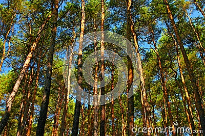 Tall pine trees Stock Photo