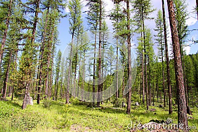 Tall pine trees Stock Photo