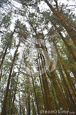 Tall Pine Trees against Sky at Pine Forest Valley, Vagamon, Idukki, Kerala, India Stock Photo