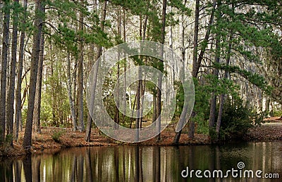 Tall pine trees along a tranquil lake. Stock Photo