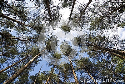 Tall pine trees on background a blue sky Stock Photo