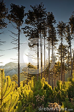 Tall pine trees at dawn Stock Photo