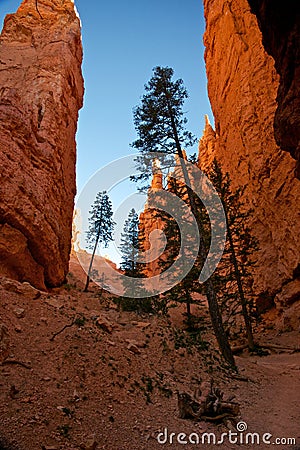 Tall Pine Trees in a Deep Canyon Stock Photo