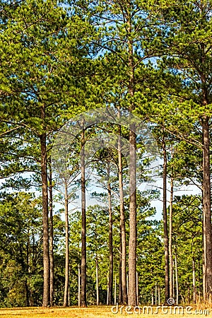 Tall Pine Trees Stock Photo