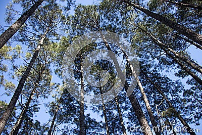 Tall pine trees vertical views Stock Photo