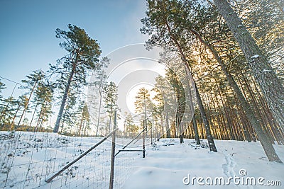 Tall pine trees in winter sunlight Stock Photo