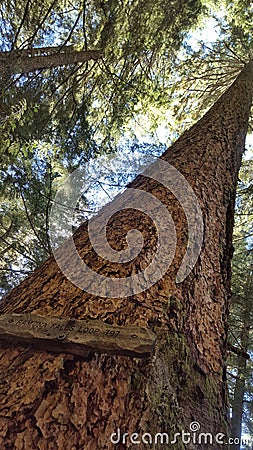 Tall pine with wooden sign Stock Photo