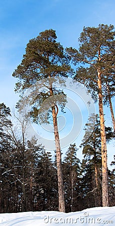 Tall pines in a winter forest Stock Photo