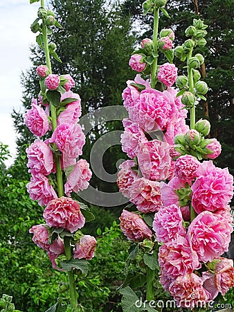 Tall pink inflorescences of mallow flowers Stock Photo