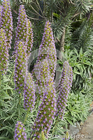 Tall purple flower spikes of Pride of Madeira Echium candicans in California. Stock Photo