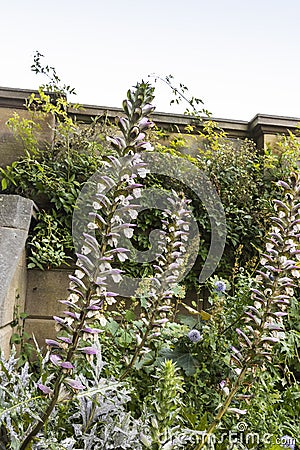 Tall purple flowering plant of Acanthus spinosus close-up. Stock Photo