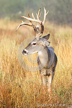 Tall racked whitetail buck in yellow grass Stock Photo