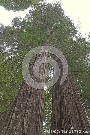 Tall Redwoods Stock Photo