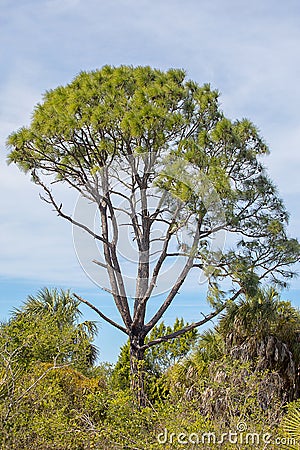 Tall Rising Pine Tree Against The Sky Stock Photo