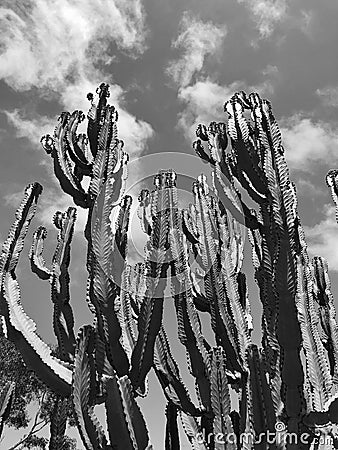 Tall Saguaro Cactus Plants Succulent in the Desert Stock Photo