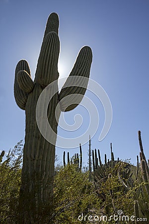 Tall Saguaro Cactus Rises High Above The Sonoran Desert Landscape Stock Photo