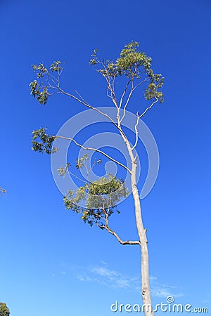 Tall seasional Tree on blue sky Stock Photo