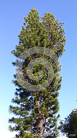 Tall single pine tree up close Stock Photo