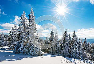 Tall slender snowy fir trees grow on a hill Stock Photo