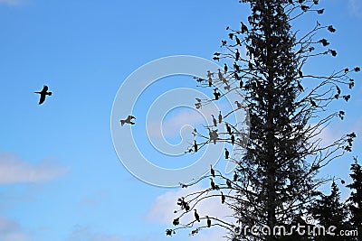 A tall spruce tree with many Cormorant birds roosting Stock Photo