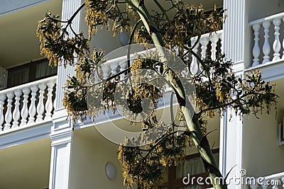 Tall stem of blooming American agave Agave americana or sentry plant against background of light building Stock Photo