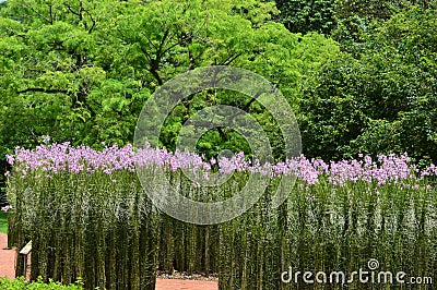 Tall straight plants with purple flowers at Singapore Botanical Gardens Stock Photo