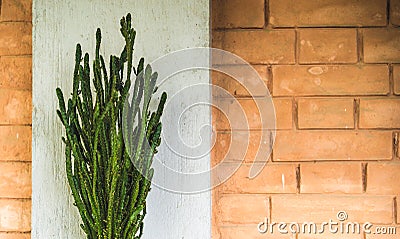 Tall straight thin cactus in a pot outdoors against the red brick wall and grey column Stock Photo