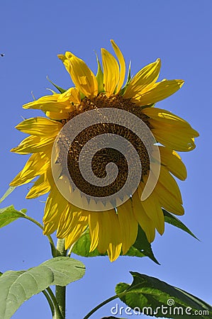 A Sunny Sun Flower Over Looking A Field Stock Photo