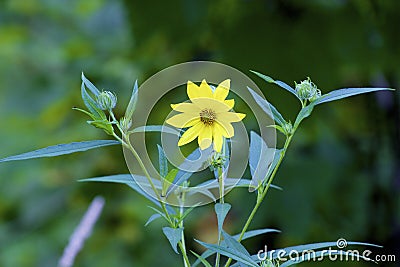 Tall Sunflower 846048 Stock Photo