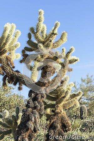 Tall sunlit cactus Stock Photo