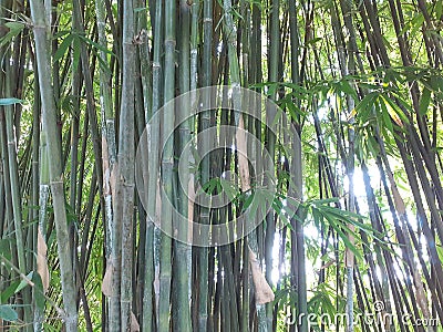 Tall and thin green bamboo trees. Bamboo stalks of Assam, India Stock Photo