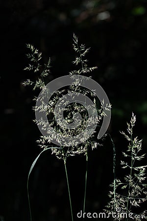 Tall thin and tender grass that blooms, grows in the dark and is dimly lit by the sun Stock Photo