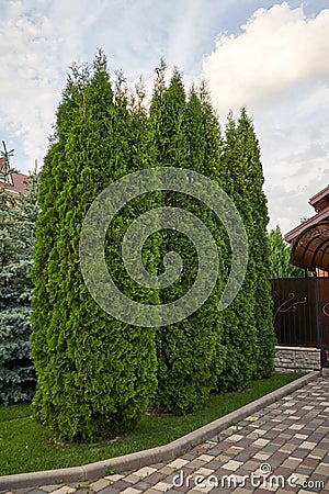 Tall thujas in front of the entrance to the house Stock Photo