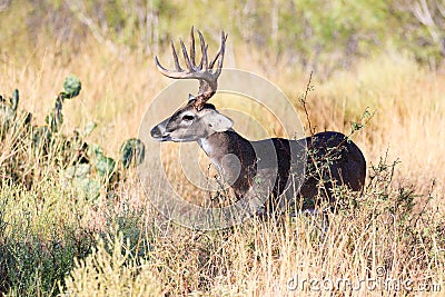 Tall tined whitetail buck Stock Photo