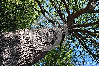 Tall tree Stock Photo