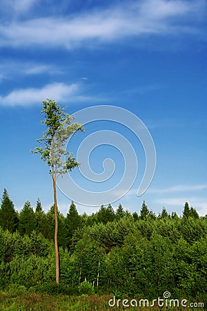 Tall tree Stock Photo