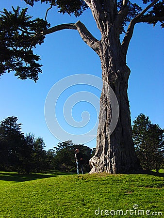 Tall tree Stock Photo