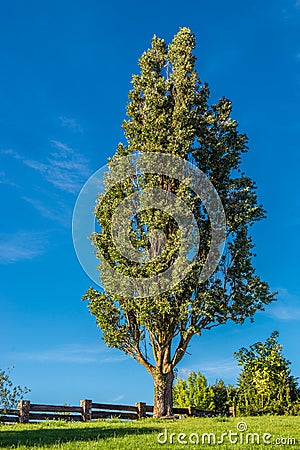 Tall tree against blue sky Stock Photo