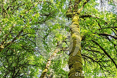 Tall tree covered by moss in the park Vancouver Island British Columbia. Stock Photo