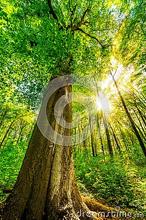 Tall tree in forest Stock Photo