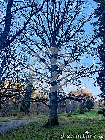 Tall tree with many birdhouses. Tree stem decorated with birdhouses. Shelter for many birds Stock Photo