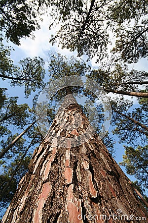 Tall Tree Trunk Stock Photo