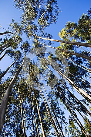 Tall trees Stock Photo