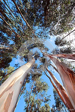 Tall Trees Stock Photo