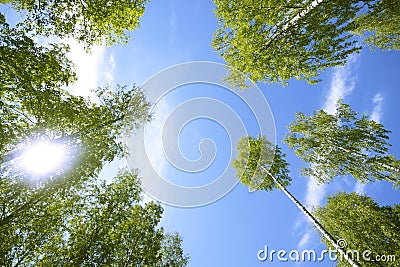 Tall trees Stock Photo
