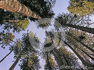 Tall trees Stock Photo