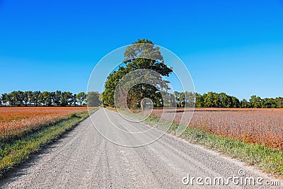 Tall trees by the dirt road through soybean fields in rural Michigan, USA Stock Photo