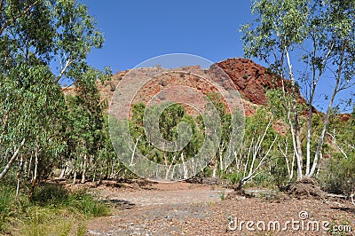 Tall trees in dry riverbed with rock outcrop australian outback Stock Photo