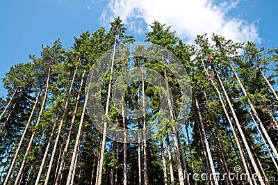 Tall Trees in the Forest Stock Photo