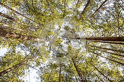 Tall Trees in a Forest Stock Photo